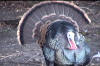 Tom_Turkey2.jpg (206558 bytes)