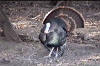 Tom_Turkey.jpg (244005 bytes)