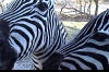 zebra_mare_and_foal.jpg (266017 bytes)