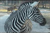 zebra_mare_heavy_with_foal.jpg (251630 bytes)